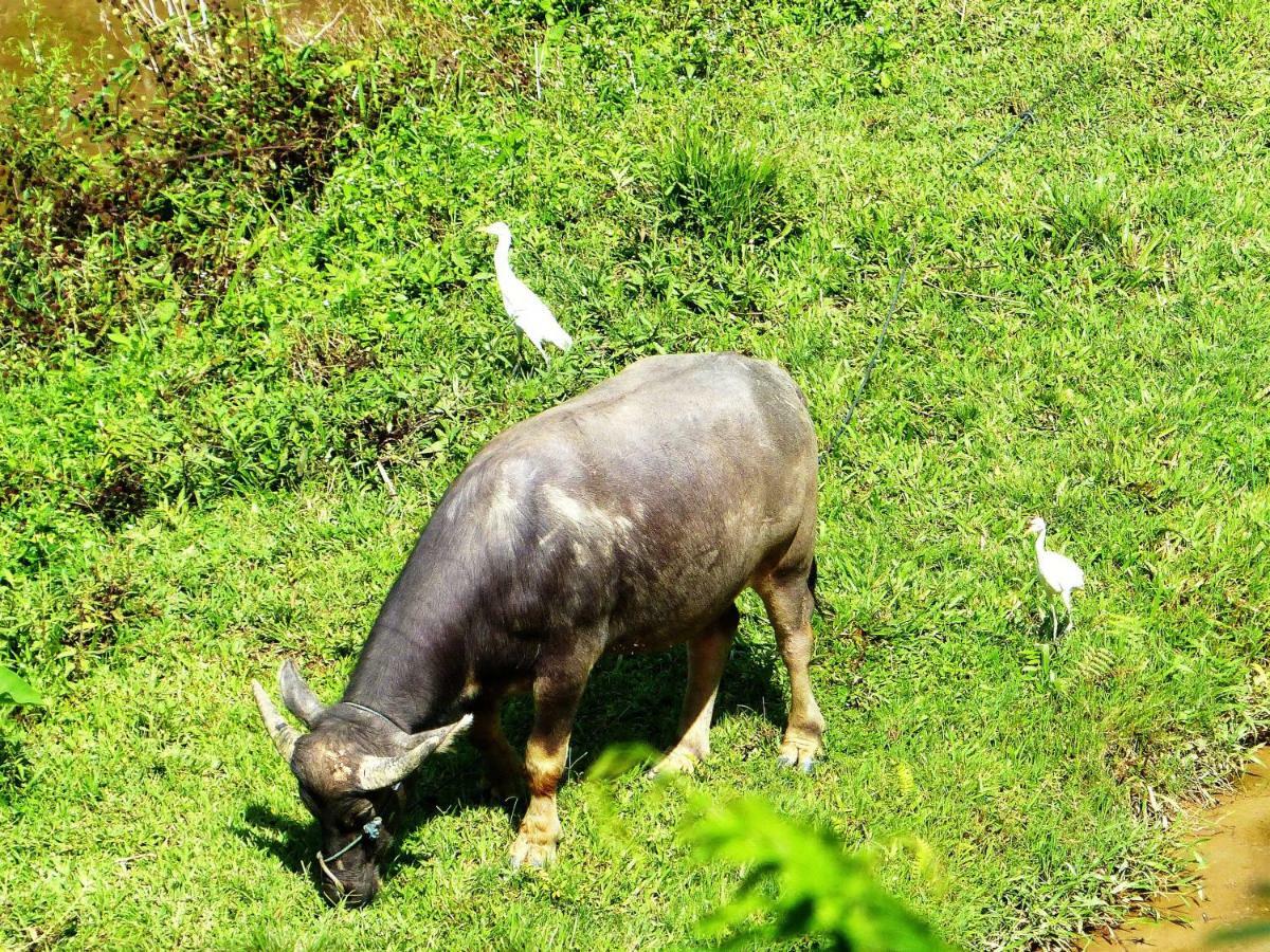 Toraja Torsina Hotel Rantepao Exteriör bild